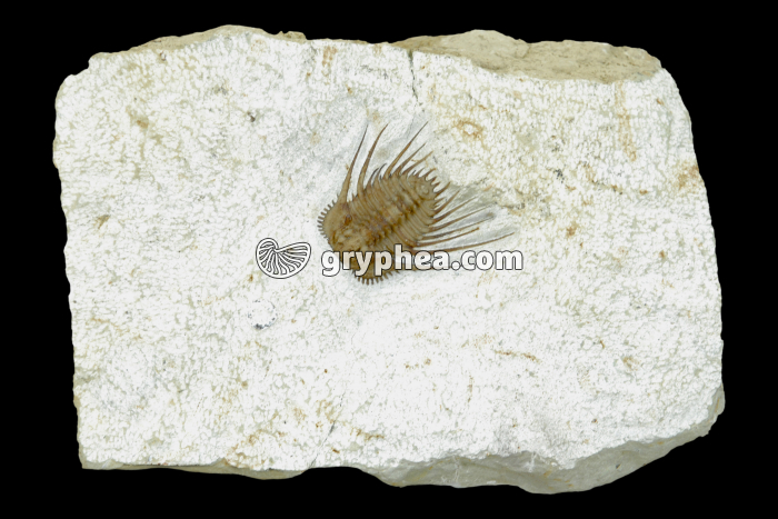 Trilobite - gryphea.org